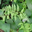 Athyrium filix-femina Lady in Red